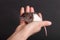 Domestic baby rat in the palm