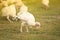 Domestic baby turkey on green grass. Poultry