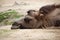 Domestic Bactrian camel (Camelus bactrianus).