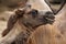 Domestic Bactrian camel (Camelus bactrianus).