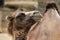 Domestic Bactrian camel (Camelus bactrianus).