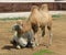 Domestic bactrian camel Camelus bactrianus. Baby camel snuggles up to his mother