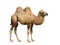 Domestic bactrian camel Camelus bactrianus. Calf on white background