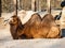 Domestic Bactrian Camel lying on the ground
