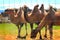 Domestic Bactrian Camels