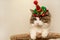 Domestic beautiful cat in a Christmas festive hat. Fluffy Kuril Bobtail cat close-up