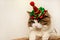 Domestic beautiful cat in a Christmas festive hat. Fluffy Kuril Bobtail cat close-up