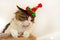 Domestic beautiful cat in a Christmas festive hat. Fluffy Kuril Bobtail cat close-up