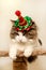 Domestic beautiful cat in a Christmas festive hat. Fluffy Kuril Bobtail cat close-up