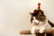 Domestic beautiful cat in a Christmas festive hat. Fluffy Kuril Bobtail cat close-up