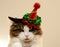 Domestic beautiful cat in a Christmas festive hat. Fluffy Kuril Bobtail cat close-up