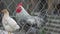 Domestic beautiful white and black rooster with red comb, beige hen stand in chicken coop behind a fence in closed area