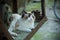 domestic beautiful young Ragdoll cat resting outdoors