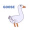 Domestic bird goose isolated