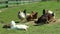 Domestic birds walking in the garden.