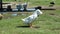 Domestic birds walking in the garden.