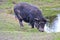 Domestic black big pig near small pond