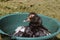 a domestic black duck sits in a bowl and swims in the water under the sun