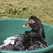 a domestic black duck sits in a bowl and swims in the water under the sun