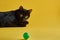 Domestic black feline relaxing next to a bright green ball on a sunny yellow background