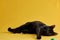 Domestic black feline relaxing next to a bright green ball on a sunny yellow background