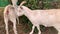 Domestic black goat on the leash of the owner walks in the meadow