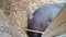 Domestic black piglets walk in the aviary on the farm