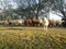 Domestic black and white animals. Group of sheep by the river Agricultural and Livestock Industry of the EU.