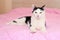 Domestic black and white cat with beautiful yellow eyes and pink nose kneading on a pink blanket. European shorthair mixed breed