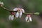 Domestic Blueberry Blossoms - Vaccinium corymbosum