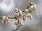 Domestic Blueberry Blossoms - Vaccinium corymbosum
