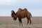 Domestic brown bactrian two-humped camel in desert of Kazakhstan