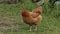 Domestic brown chicken walk on the ground. Background of green grass in farm. Search of food