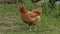 Domestic brown chicken walk on the ground. Background of green grass in farm. Search of food