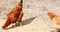 Domestic brown chickens peck grain in the yard on a sunny day