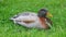 Domestic Brown Saxony Duck in Grass Yellow Bill Grey Head and Brown Body