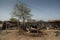 Domestic Buffalo Standing Inside A House