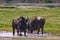 Domestic buffaloes cooling down in a pool of water, Zemo Svaneti region, Georgia.