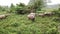 Domestic buffaloes walk at green bush and look at camera