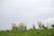 Domestic bulls grazing on open meadow