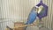 Domestic caged blue budgie parrot