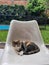 Domestic calico cat is napping by the pool