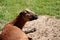 Domestic cameroon sheep on the farmfield