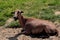 Domestic cameroon sheep on the farmfield