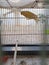 Domestic canary in cage photography