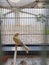 Domestic canary in cage photography