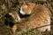 Domestic Cat, Adult Licking, Grooming