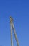 Domestic Cat, Adult perched on Electric Post