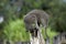 DOMESTIC CAT, ADULT RUBBING HEAD ON POST, NAMIBIA