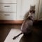 A domestic cat of Balinese breed sits still staring at its shadow